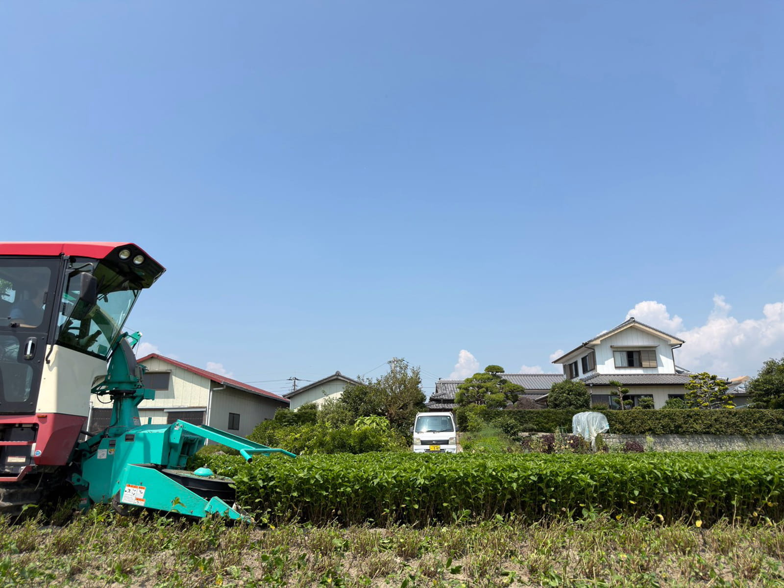 藍の収穫作業中①