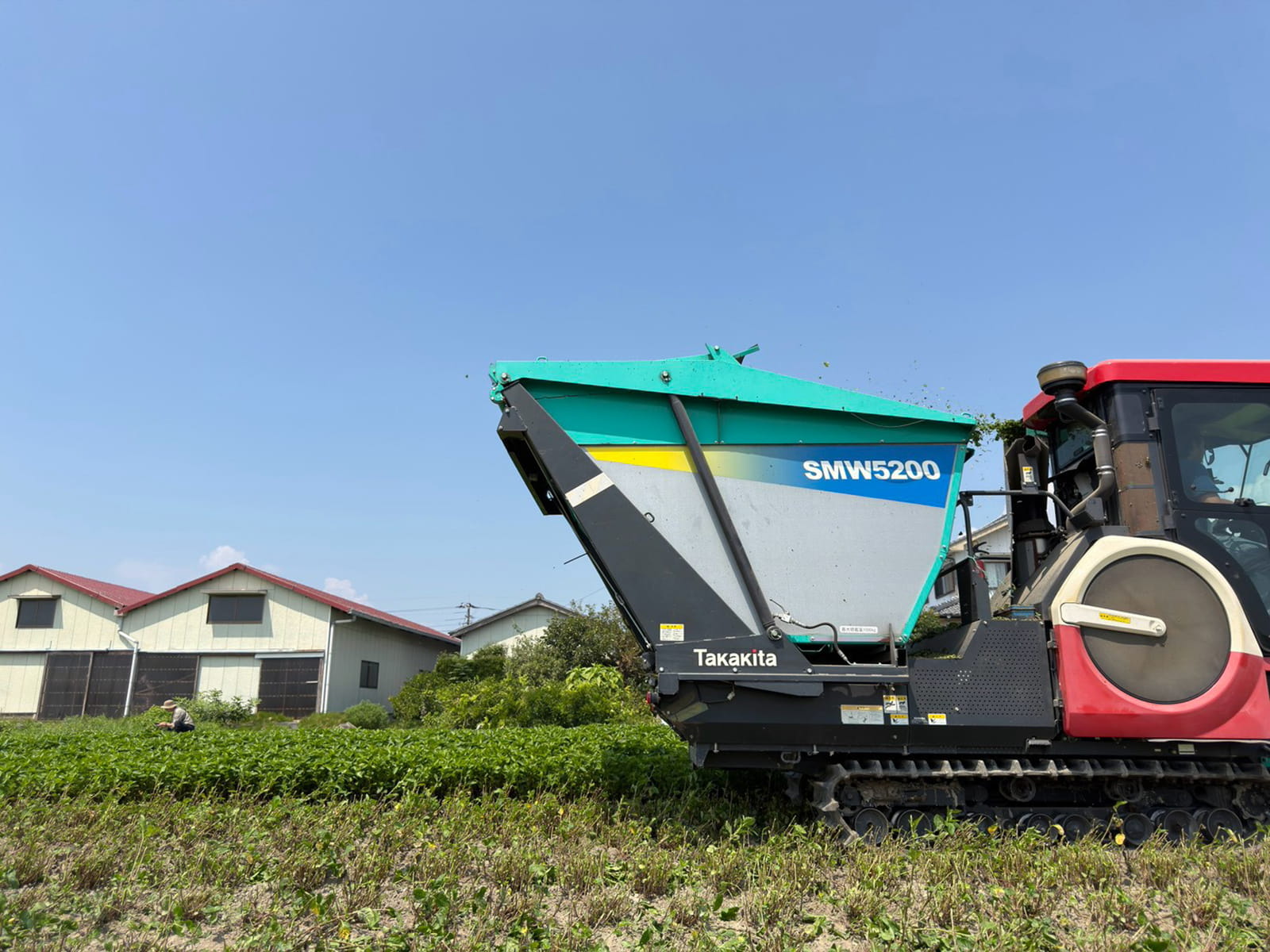 藍の収穫作業中③