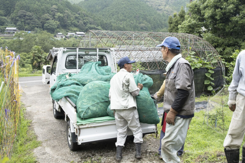 茶葉いっぱいの袋をトラックに積む様子