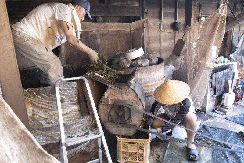 木桶から茶葉を取り出し、茶捌き機に