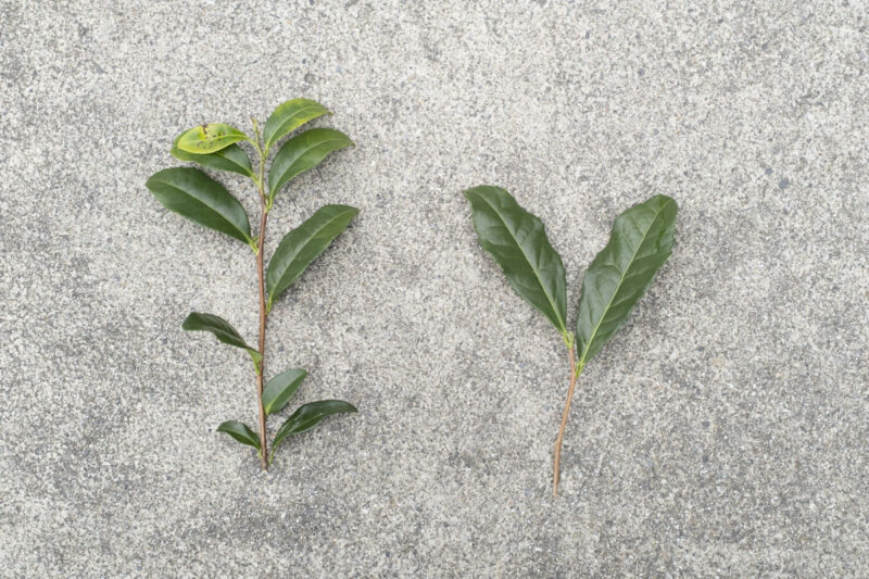 左が「ヤマチャ」や「在来」などと呼ばれている茶葉。右が「ヤブキタ」の茶葉。右の方が歯の形が大きい。